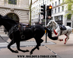Табун лошадей пронёсся по улицам Лондона