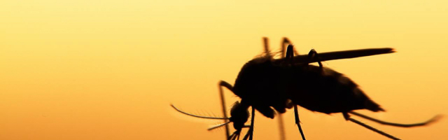 В Румынии появились комары-переносчики вируса Зика