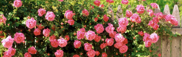 Весной в Кишиневе расцветут розы