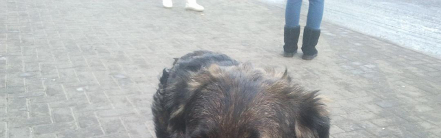 В Кишиневе собака несколько месяцев ждет умершего хозяина