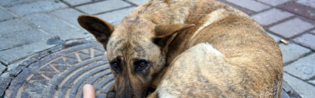 В Молдове ввели наказание за жестокое обращение с животными