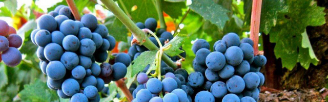 Новые технологии позволят выращивать в Молдове качественный виноград