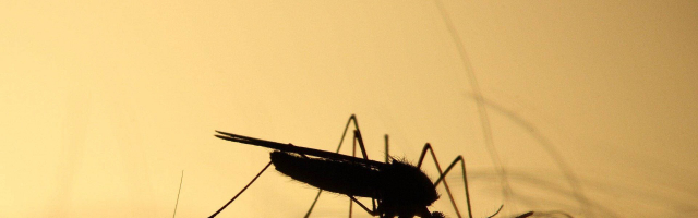 Вирусные комары атакуют