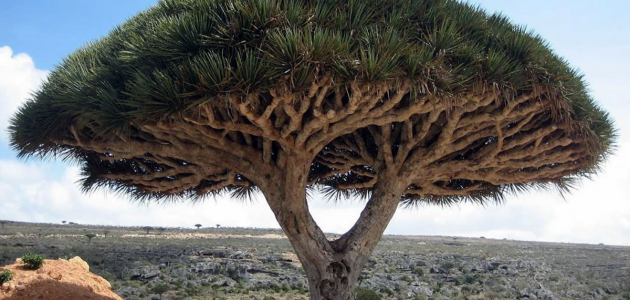 Самое большое по объему дерево в мире