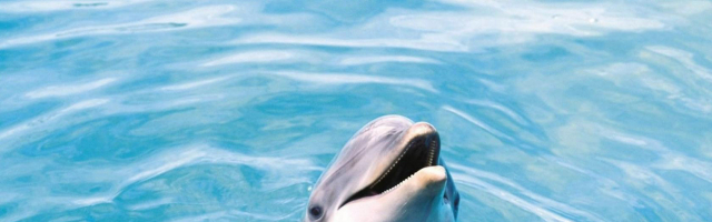 В Кишиневе откроется дельфинарий