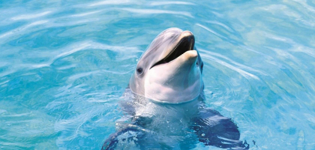 В Кишиневе откроется дельфинарий
