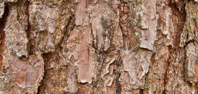 Срок жизни многих деревьев в Кишиневе истекает – они могут упасть