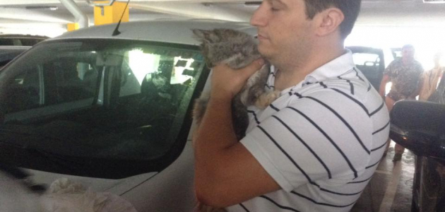 На стоянке в Кишиневском аэропорту в машине три дня был заперт кот