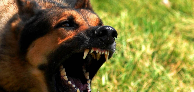 Житель Каларашского района заразился бешенством после укуса собственной собаки
