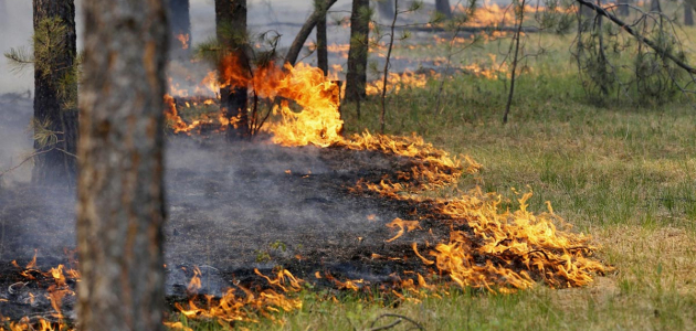 Ущерб от лесных пожаров в 2016 оценивается в 191 тыс. леев