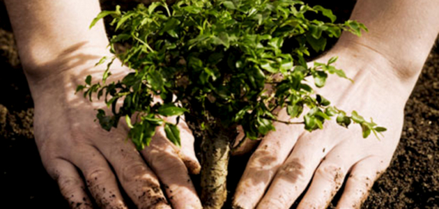 5000 деревьев будут посажены в Кишиневе