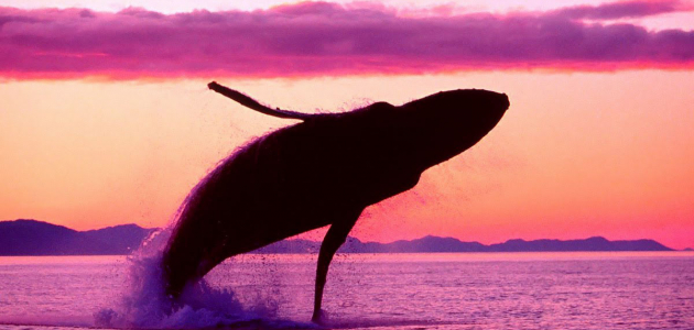“Balena Roz” – jocul inedit, lansat pe rețele de socializare