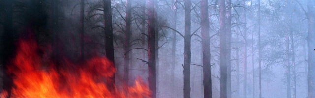 За последние сутки в Молдове сгорели более 180 гектаров растительности