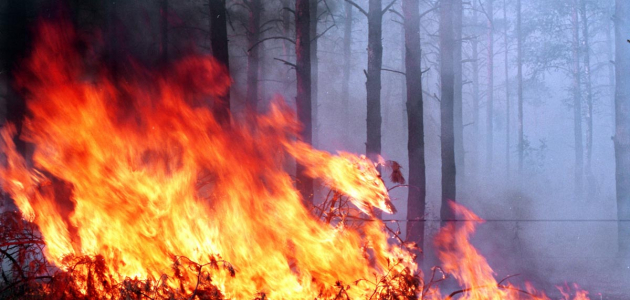 За последние сутки в Молдове сгорели более 180 гектаров растительности