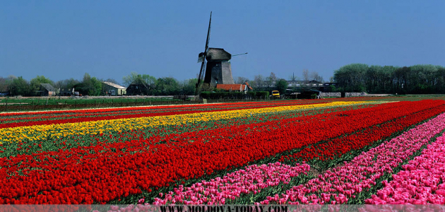 Крупнейшая плантация тюльпанов в Молдове расцвела