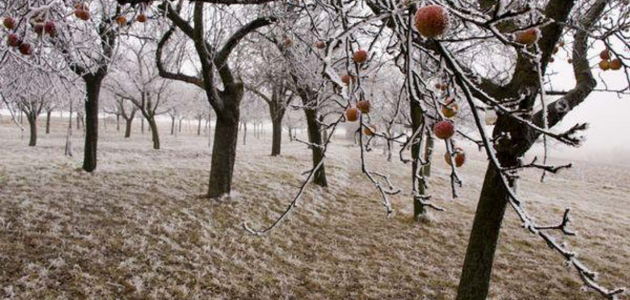 Сады в Приднестровье сильно пострадали от прошедших снегопадов