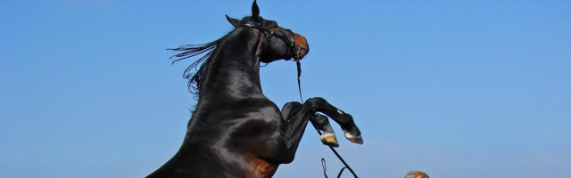 Россия и Молдова договорились о развитие конного спорта