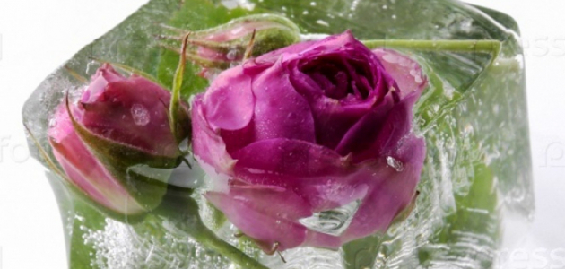 На молдавском рынке появились замороженные розы из Африки