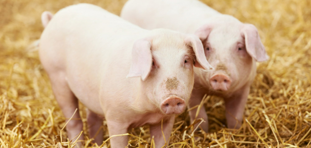 В Дондюшанском районе были обнаружены симптомы свиной чумы