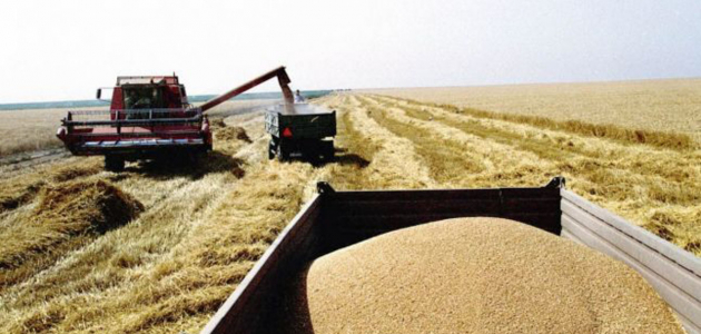 Ожидаемый урожай пшеницы меньше, чем в прошлом году