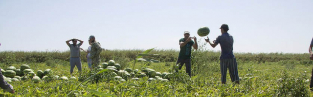 Молдавские фермеры предпочитают продавать арбузы прямо с бахчи