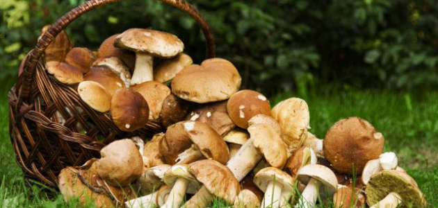 В Молдове растет число отравившихся грибами