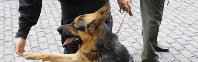 Câinii poliţişti vor depista mai rapid traficanţii de droguri