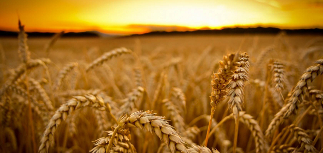 Vremea secetoasă ameninţă recolta grâului de calitate