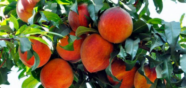 Цены на персики приятно удивили горожан