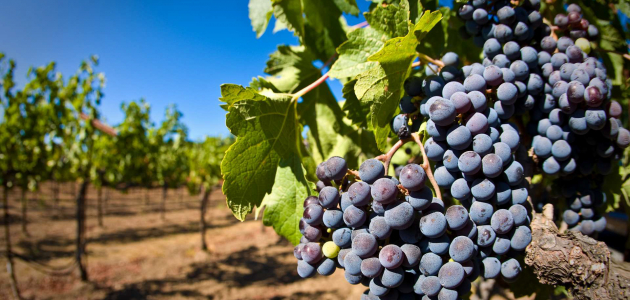 В 2017 году урожай винограда в Молдове будет выше, чем в прошлом