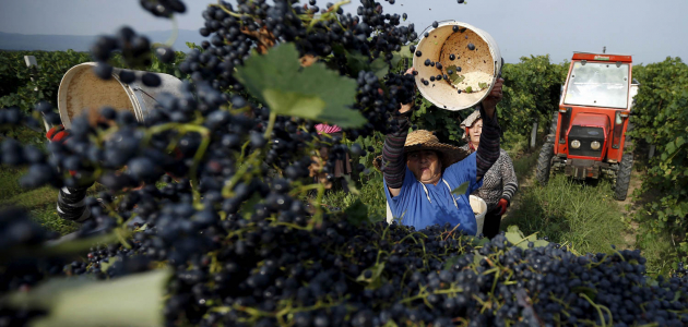 Сезон уборки винограда в этом году может затянуться до ноября