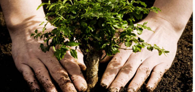 В день озеленения в Молдове будет посажено более 3 млн деревьев