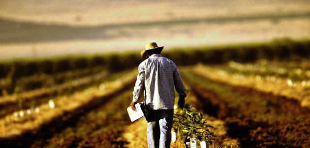 Аграрии могут подать заявки на получение субсидий до 31 октября