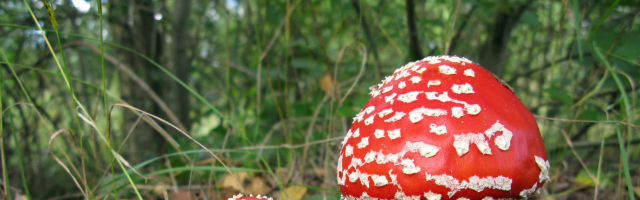В Молдове количество отравлений грибами значительно выросло