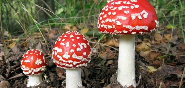 В Молдове количество отравлений грибами значительно выросло