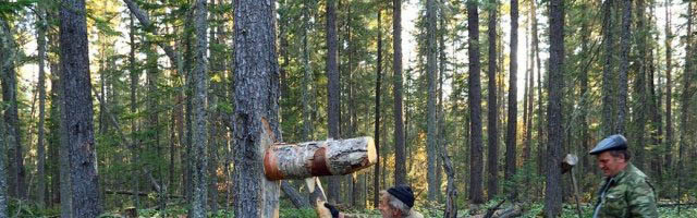 В сфере лесного хозяйстве нехватка рабочих сил