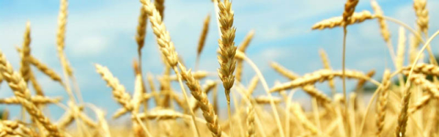 ФАО выделит Молдове 800 000 долларов на развитие сельхозсектора