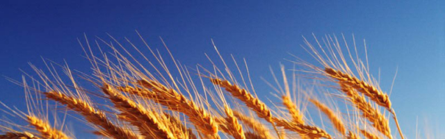 В этом году молдавские аграрии собрали более 1 млн тонн пшеницы
