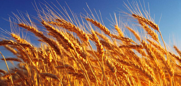 В этом году молдавские аграрии собрали более 1 млн тонн пшеницы