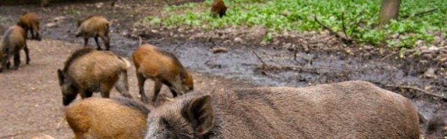 Mistreții din pădurile țării ar fi infectați cu virusul pestei porcine