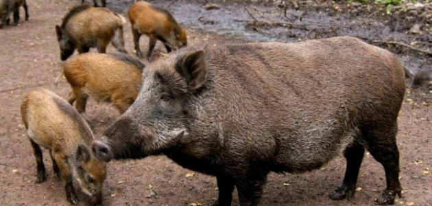 Mistreții din pădurile țării ar fi infectați cu virusul pestei porcine