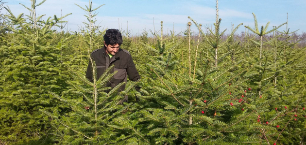 Autoritățile au găsit pomul de Crăciun care urmează să fie instalat