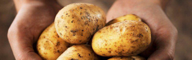 Moldova a devenit unul dintre principalii importatori de cartofi din Ucraina