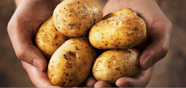 Moldova a devenit unul dintre principalii importatori de cartofi din Ucraina