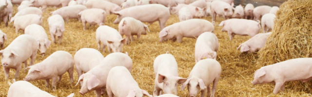 В Чимишлийском районе обнаружили свиную чуму