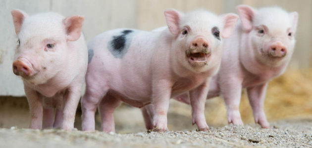 Transnistria a interzis importul de carne de porc din Moldova