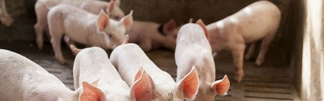 В Молдове растет число свиней, заболевших африканской чумой