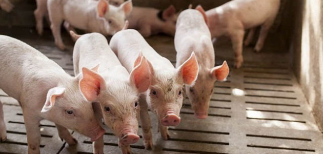 В Молдове растет число свиней, заболевших африканской чумой