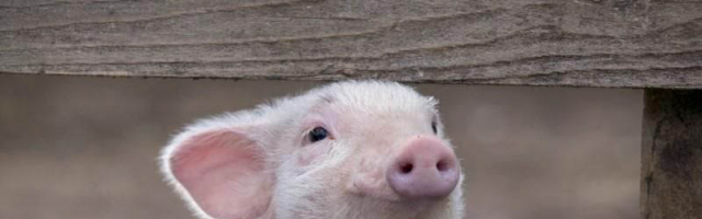 Focarul de pestă porcină din raionul Ştefan Vodă a fost lichidat