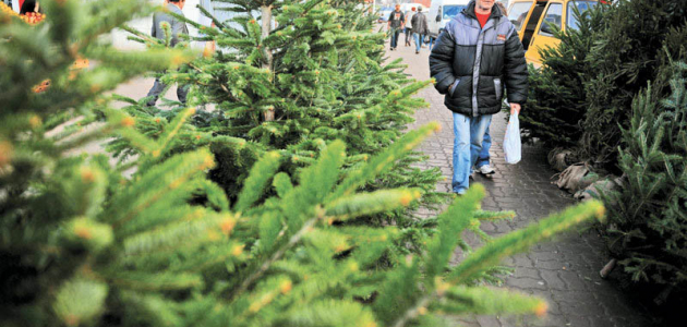 Продажа рождественских елок значительно увеличилась после 20 декабря